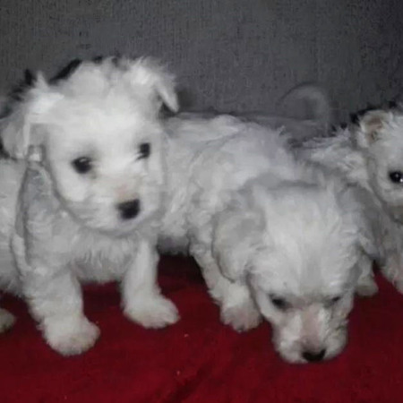 Болонка, 3000 грн.