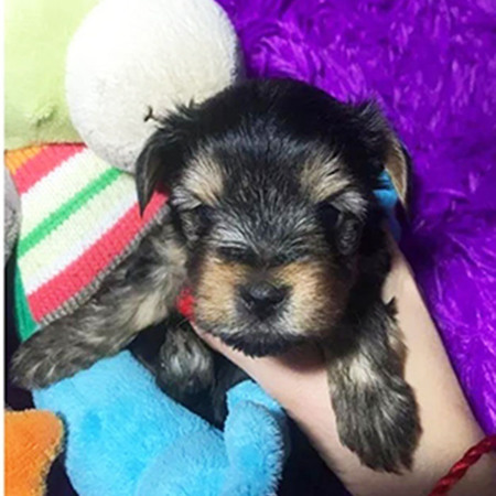 Йоркширский терьер, 2500 грн. 