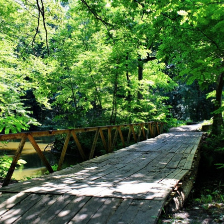 Миколаївщина: Трикратський ліс