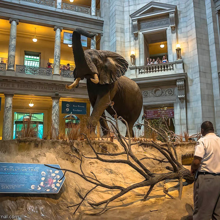 Национальный музей естественной истории в Вашингтоне