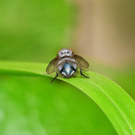 Новый вирус передается через укусы комаров