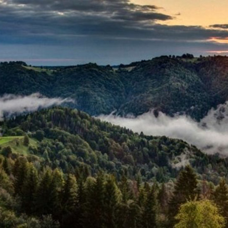 Букові праліси і давні ліси Карпат та інших регіонів Європи