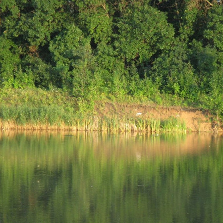 Озерце з зеленню
