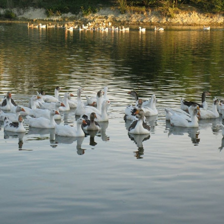 Гуси-лебеді