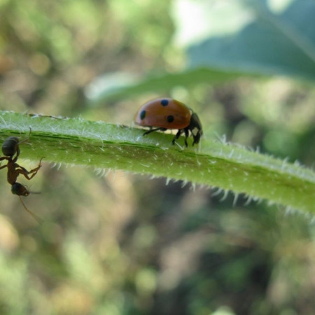 Розминулися