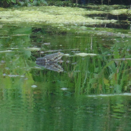 Чия царівна?