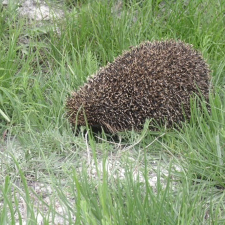 А ми зустріли їжачка