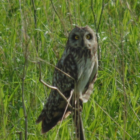 До нас повернулися сови