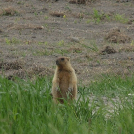 Стою собі одинокий серед степу широкого