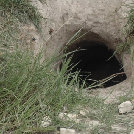 Чия нірка буде?