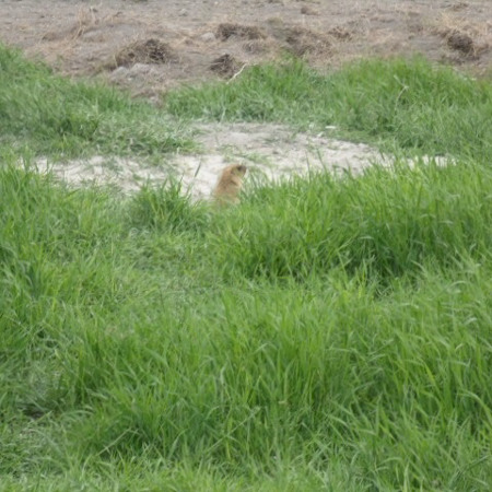 Зелений степ