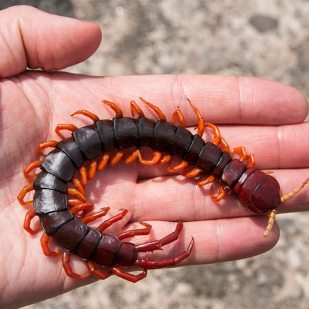 Сколопендра