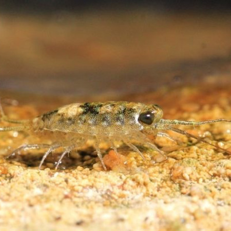 Морські блохи