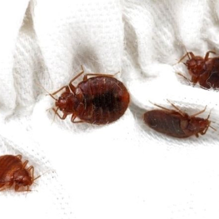 Постільні клопи