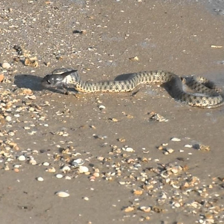 Змія-бичколов