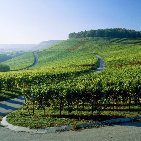 Центр культури вина Шабо