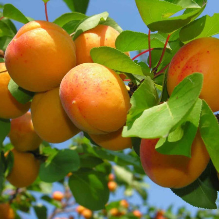 Почему именно абрикос?