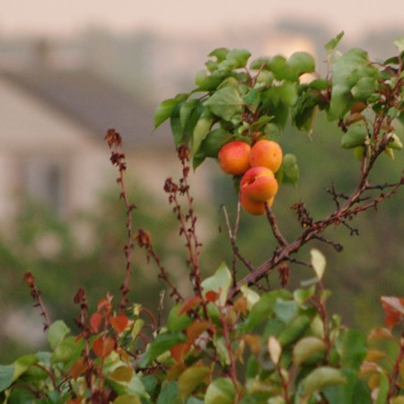 Кто такие морель и жердель 
