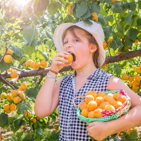 Как абрикос обосновался у нас?