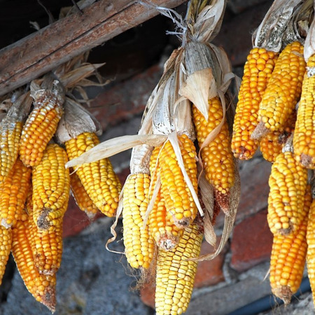 Сушена кукурудза