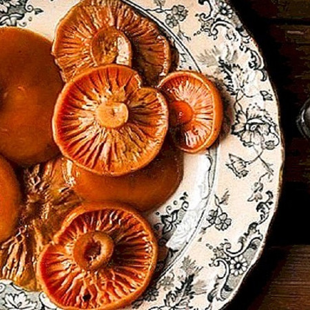 Квашені опеньки