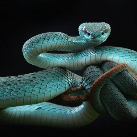 Змія (1953, 1965, 1977, 1989, 2001, 2013 роки народження)