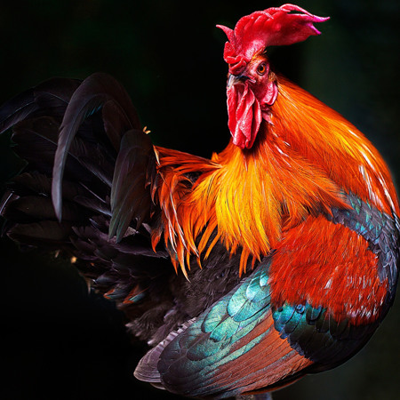 Півень (1957, 1969, 1981, 1993, 2005, 2017 роки народження)