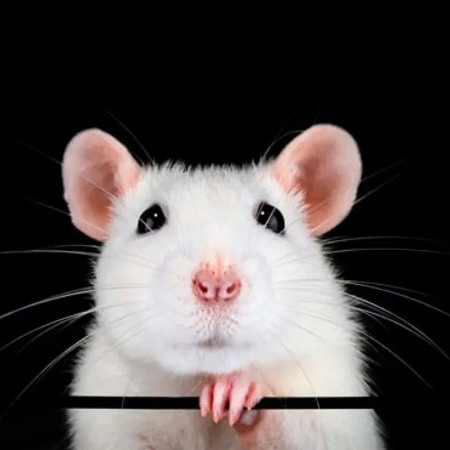 Щур (1948, 1960, 1972, 1984, 1996, 2008, 2020 роки народження)