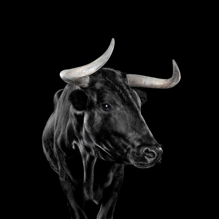 Бик (1949, 1961, 1973, 1985, 1997, 2009, 2021 роки народження)