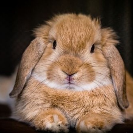 Кролик (1951, 1963, 1975, 1987, 1999, 2011 роки народження)