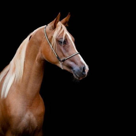 Кінь (1954, 1966, 1978, 1990, 2002, 2014 роки народження)