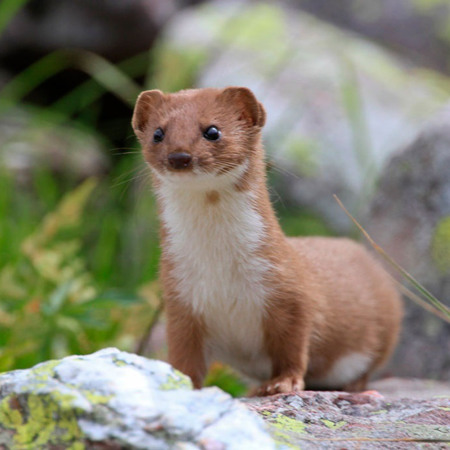 Ласиця мала 