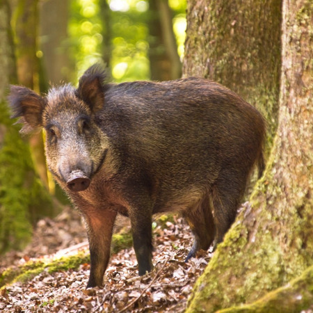 Дикий кабан