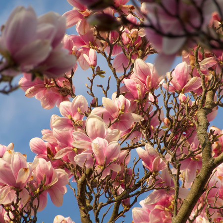 Декоративні рослини