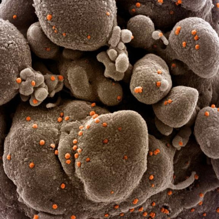 Міф 1: Масова вакцинація призведе до мутації коронавірусу