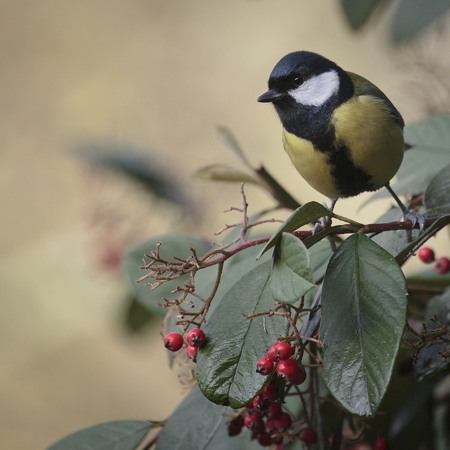 Зробіть годівнички та покорміть пташок