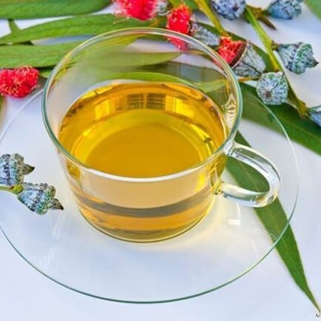 Відвар евкаліпта