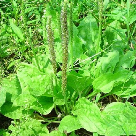 Подорожник