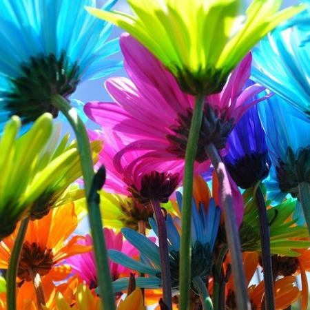 Фарбуємо квіти