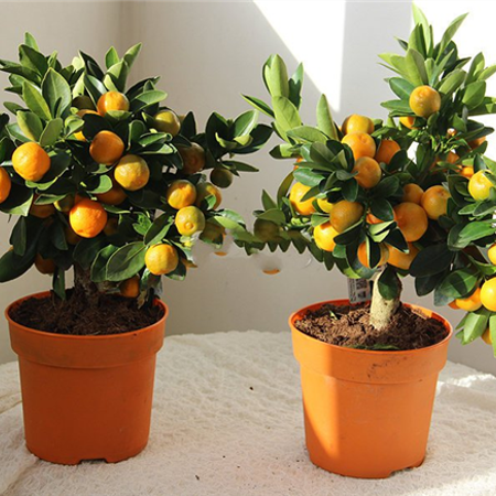 Мандаринове дерево