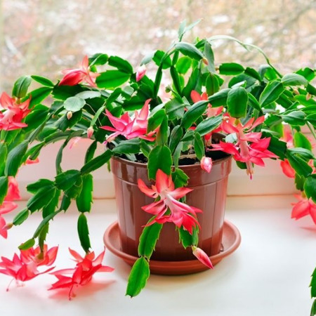 Шлюмбергера