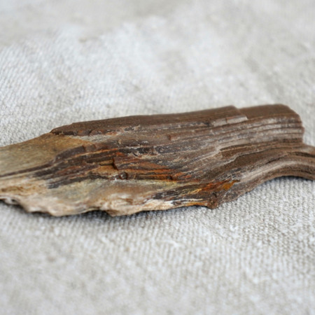 Скам'яніле дерево (3 ст. до н.е.) 