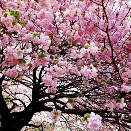 Сакури в Ужгороді