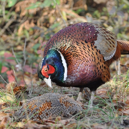 Кагарлик: фотополювання на степових птахів і тварин