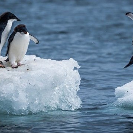 Пінгвіни літають