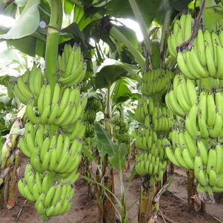 "Бананова ферма"