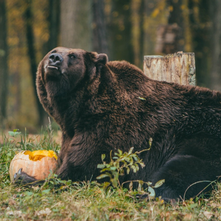 Ведмежий притулок “Домажир”