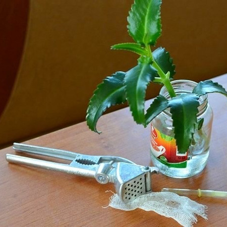 Краплі з соку каланхое