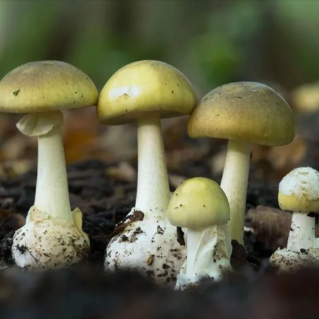 Овен - бліда поганка