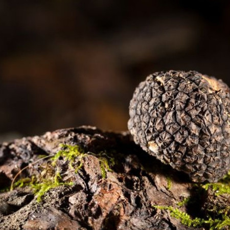 Телець - трюфель